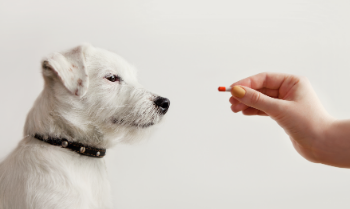 10 Things You Need to Know About Denamarin for Dogs